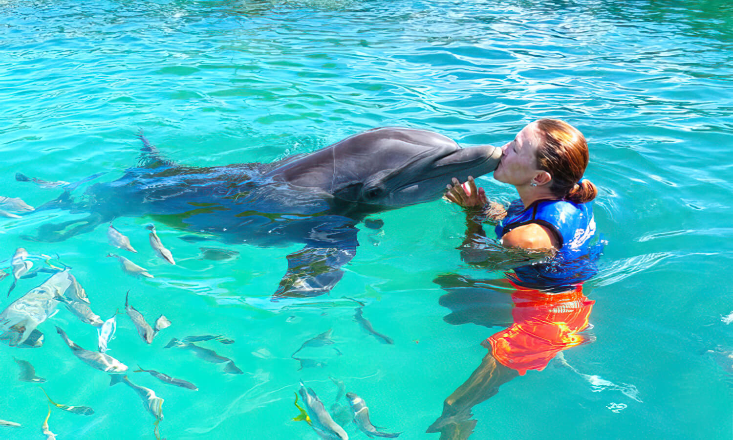 Dolphin Splash and Swim at Coral World Ocean Park Hijinks