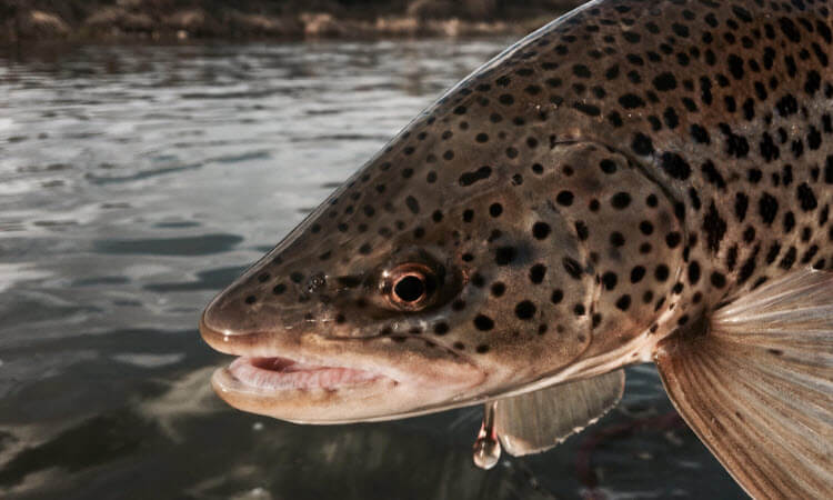 Guiding Fish Tales Fly Shop